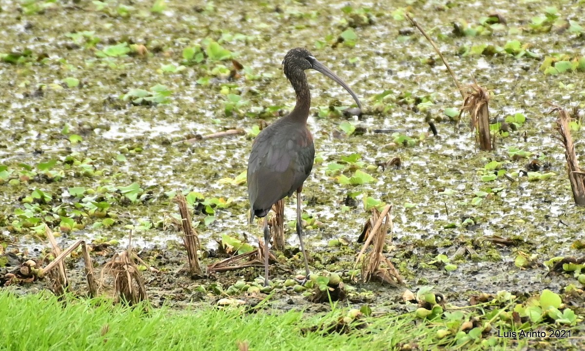 彩䴉 - ML644307415