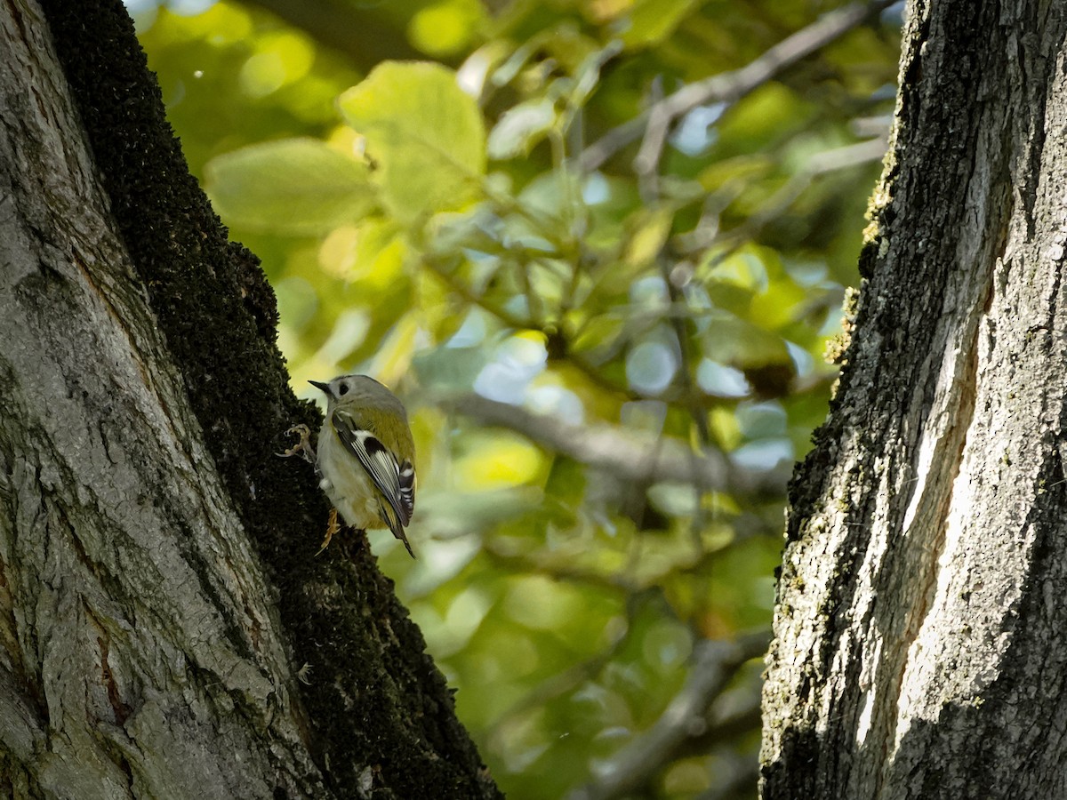 Goldcrest - ML644307418