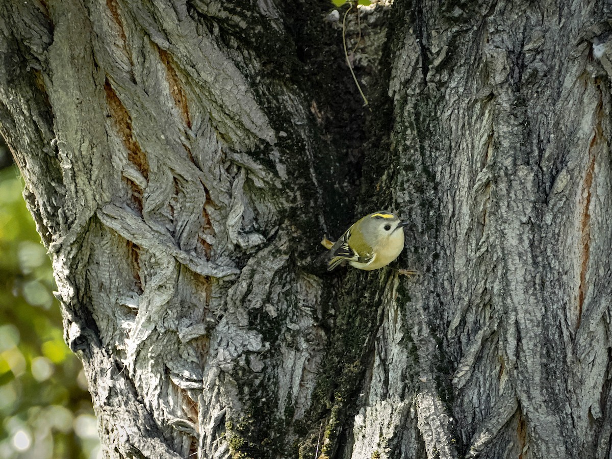 Goldcrest - ML644307419
