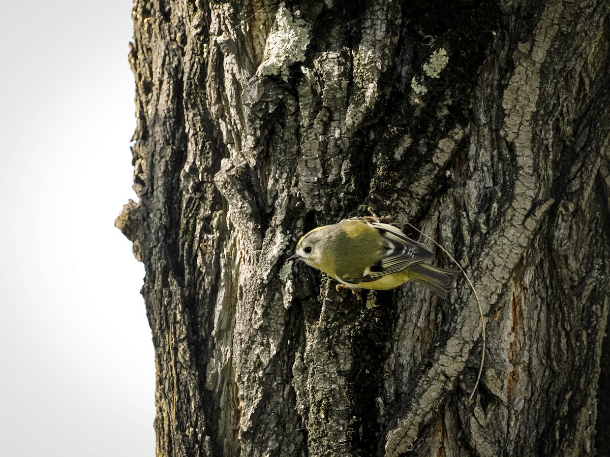 Goldcrest - ML644307420
