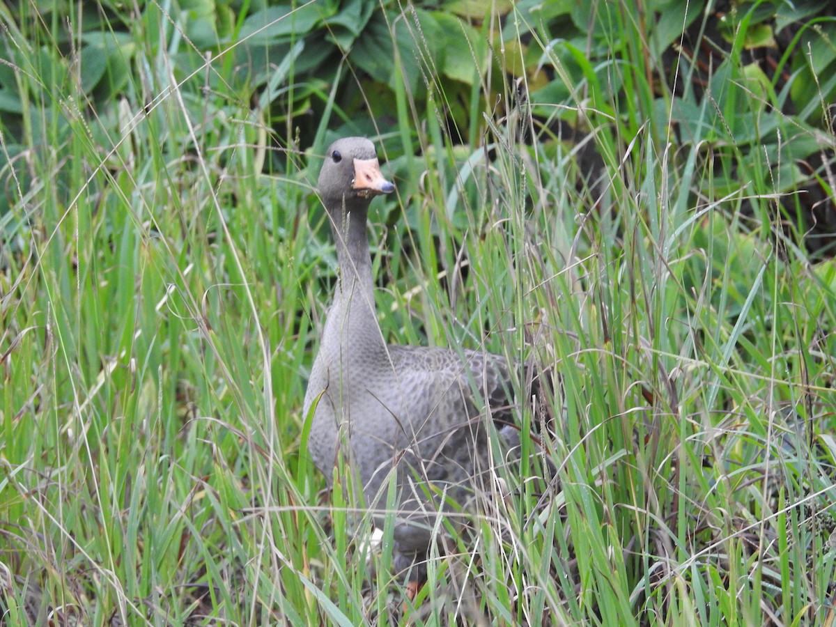 Oca lombardella - ML644307425