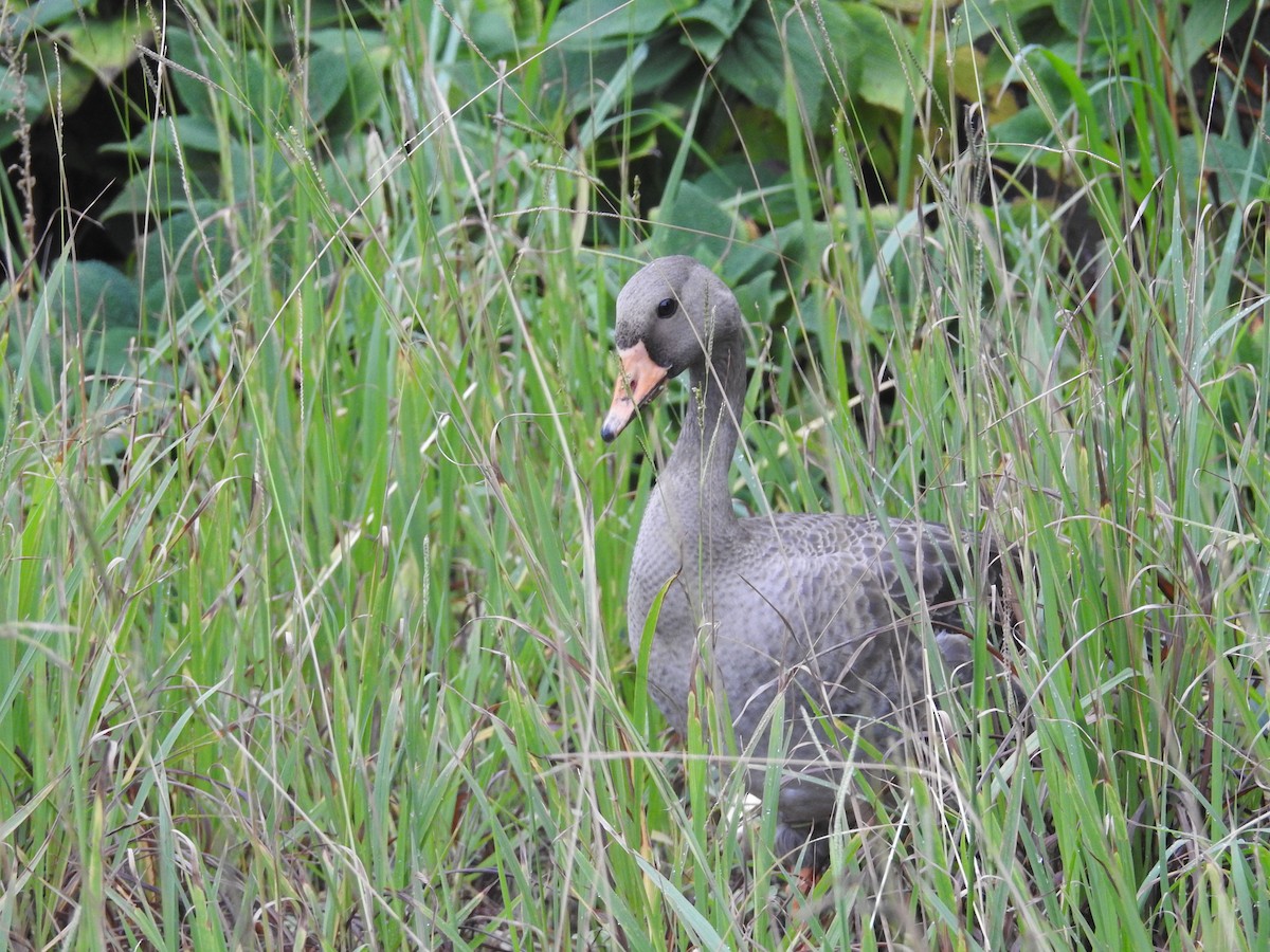 Oca lombardella - ML644307426