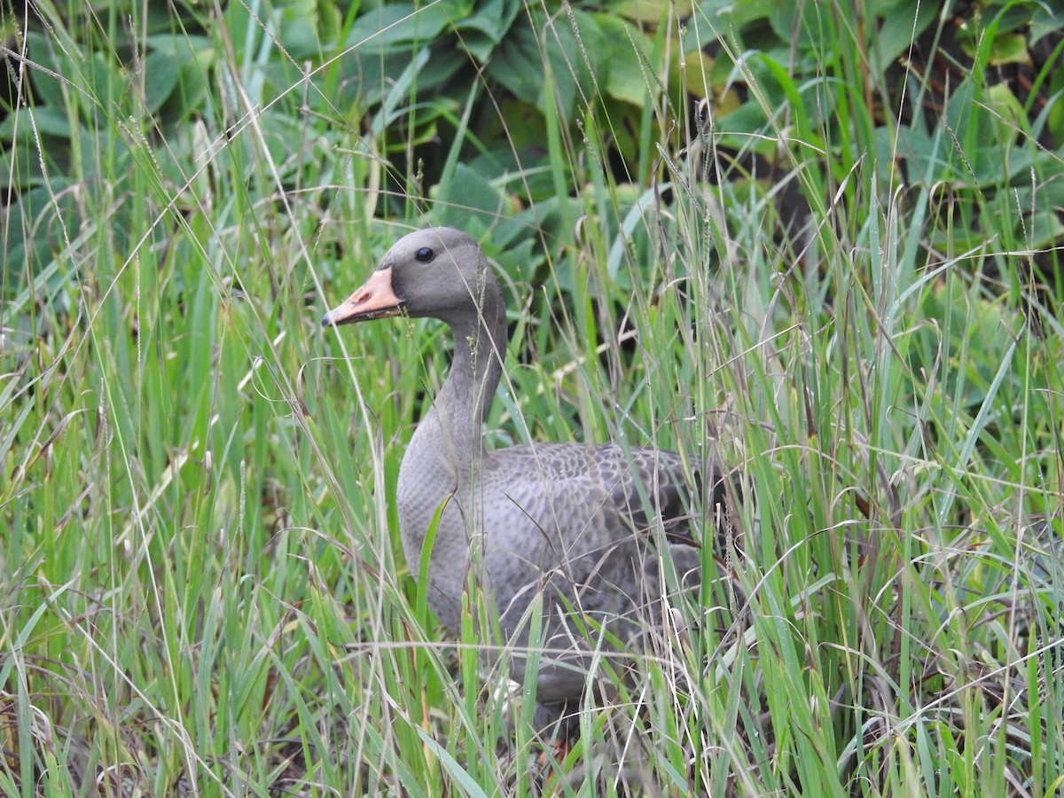 Oca lombardella - ML644307427