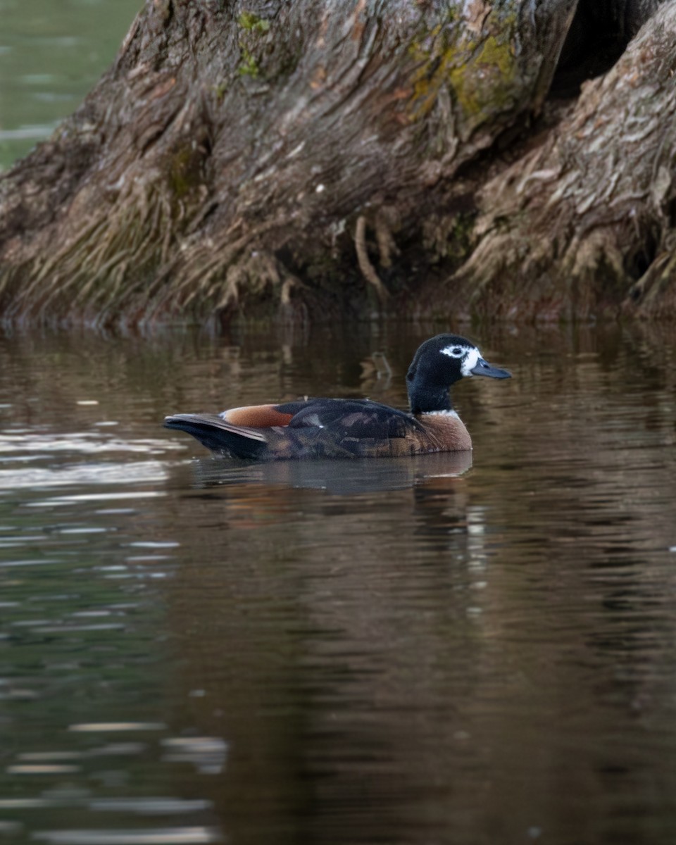 Tadorne d'Australie - ML644307428