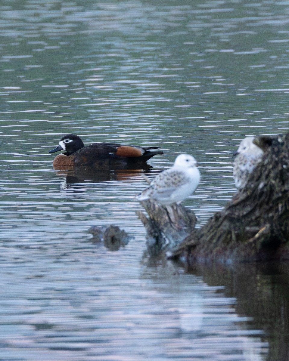 Tadorne d'Australie - ML644307429
