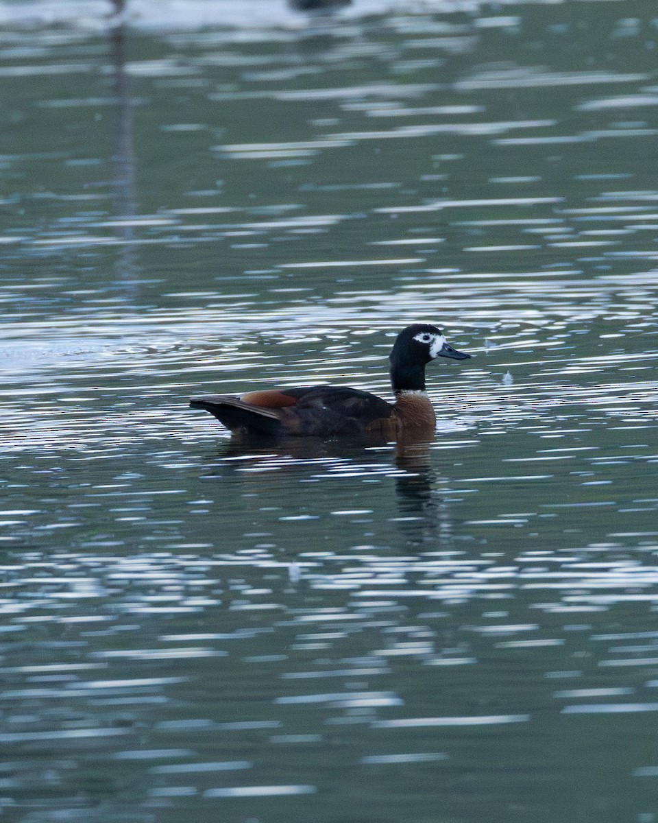 Tadorne d'Australie - ML644307430