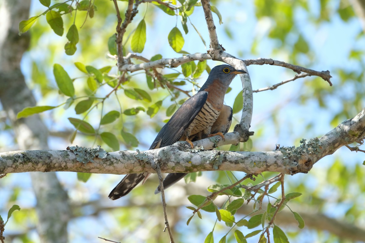 チャムネカッコウ - ML644307435