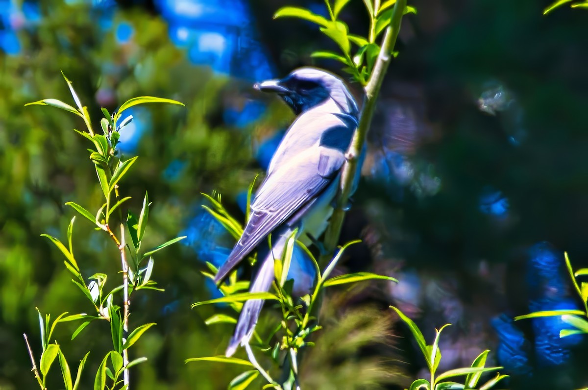 Black-faced Cuckooshrike - ML644307445