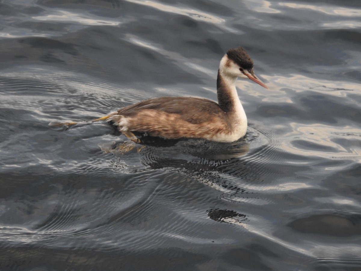 Svasso maggiore - ML644307455