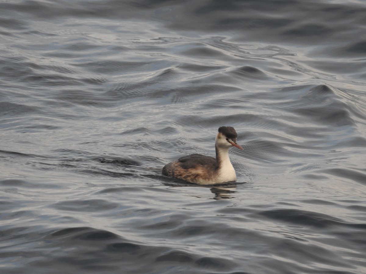 Svasso maggiore - ML644307456