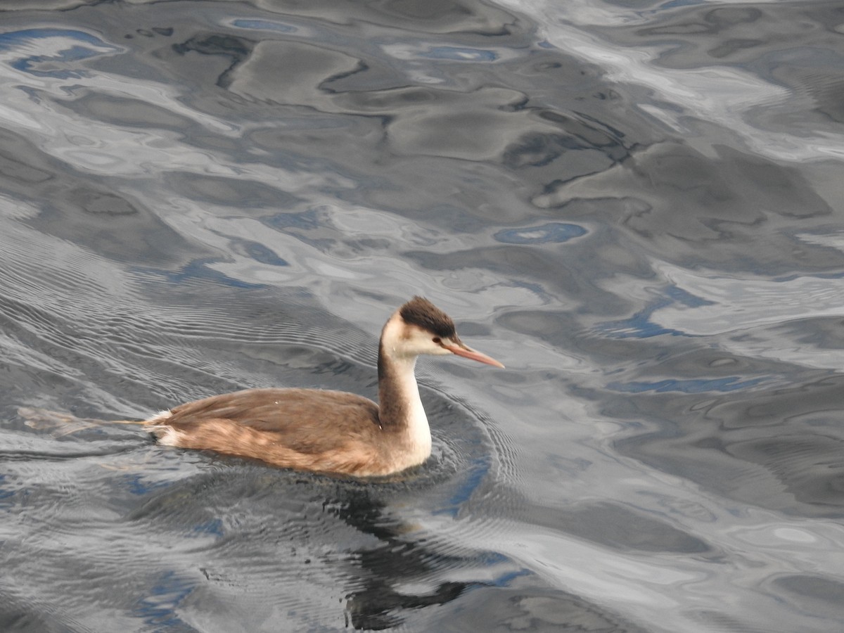 Svasso maggiore - ML644307457