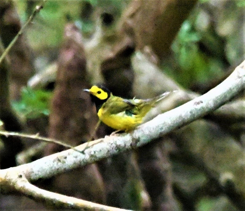 Болотянка чорногорла - ML644307458