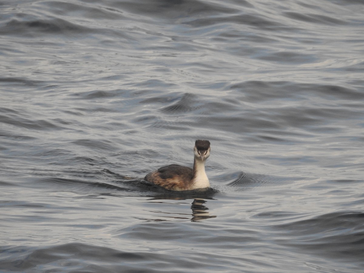 Svasso maggiore - ML644307459