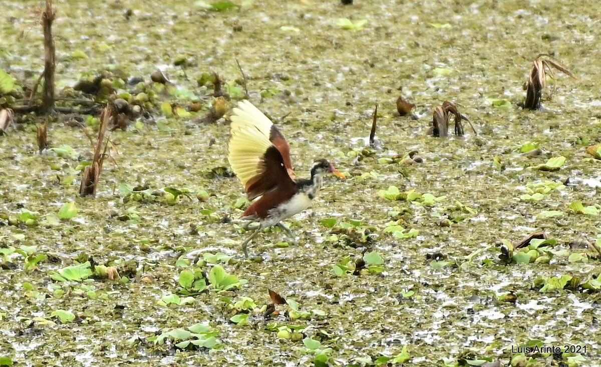 Wattled Jacana - ML644307461