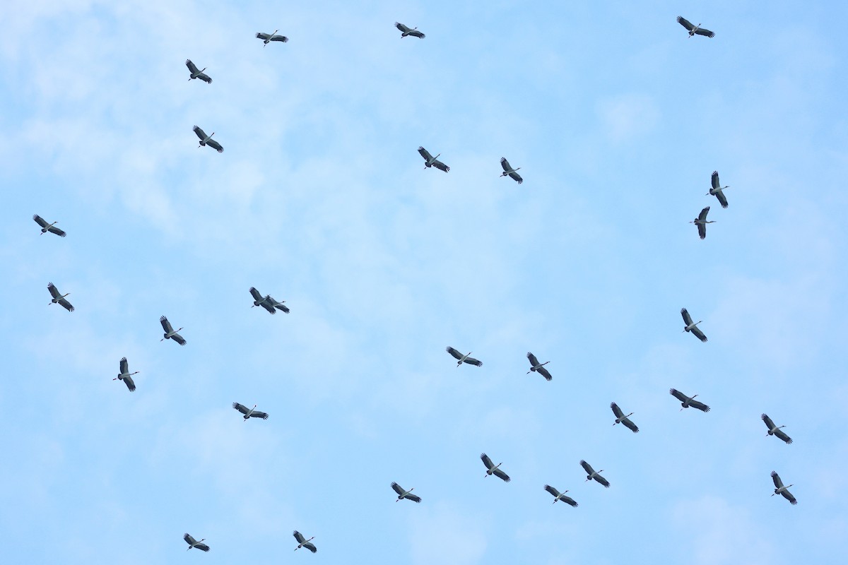 Bec-ouvert indien - ML644307468