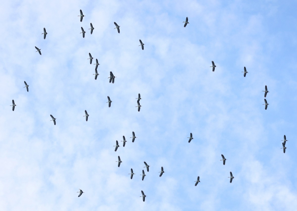 Bec-ouvert indien - ML644307469