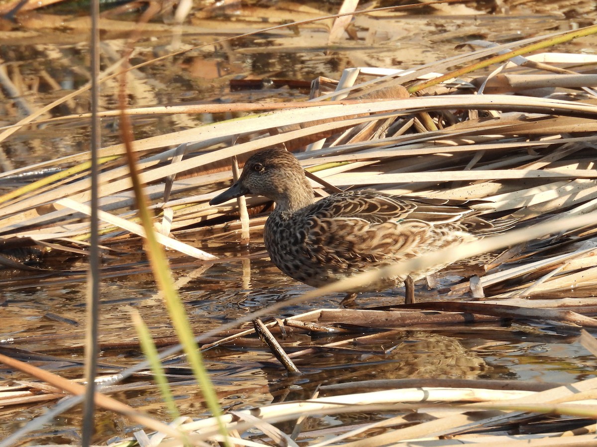 Green-winged Teal (Eurasian) - ML644307471