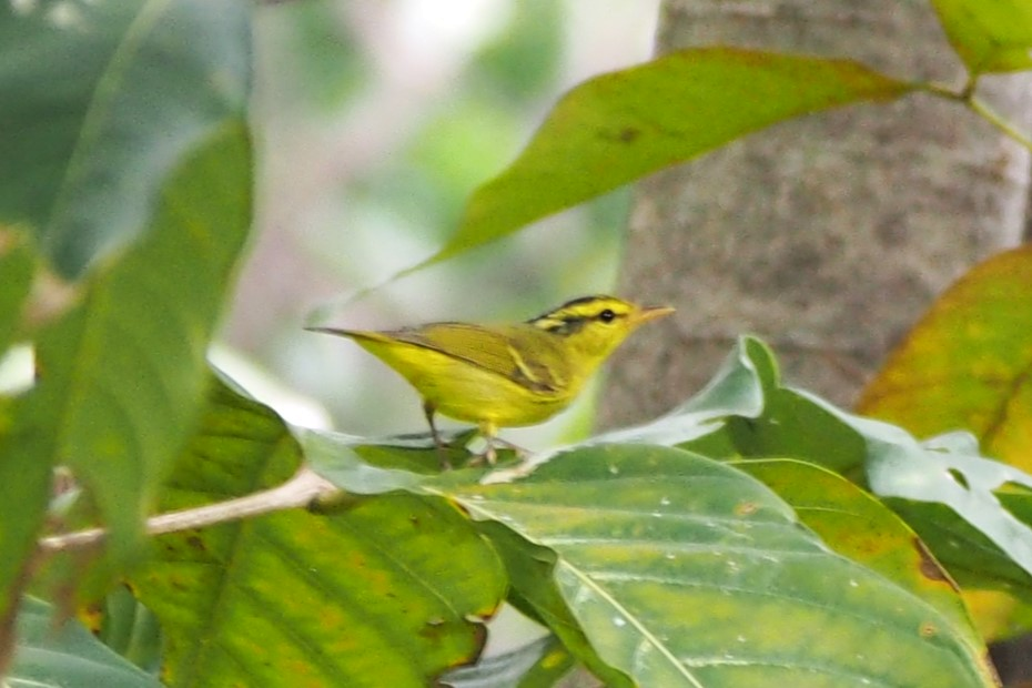Sulphur-breasted Warbler - ML644307477