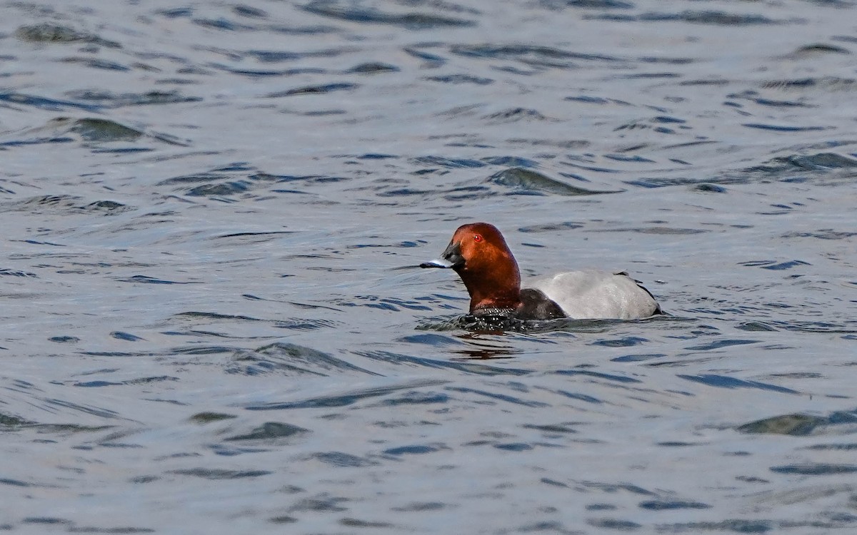 taffeland - ML644307486