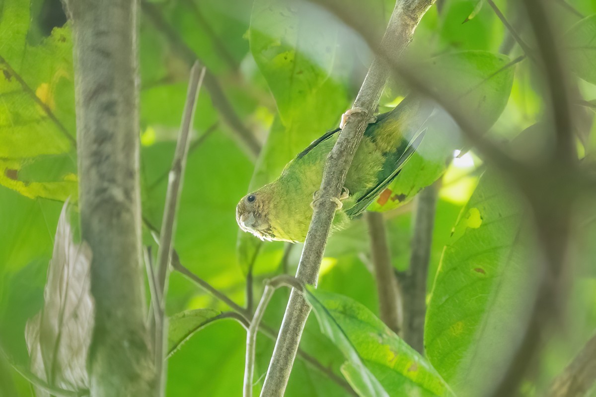 Buff-faced Pygmy-Parrot - ML644307487