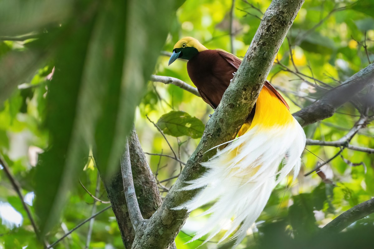 Ave del Paraíso Esmeralda Chica - ML644307493