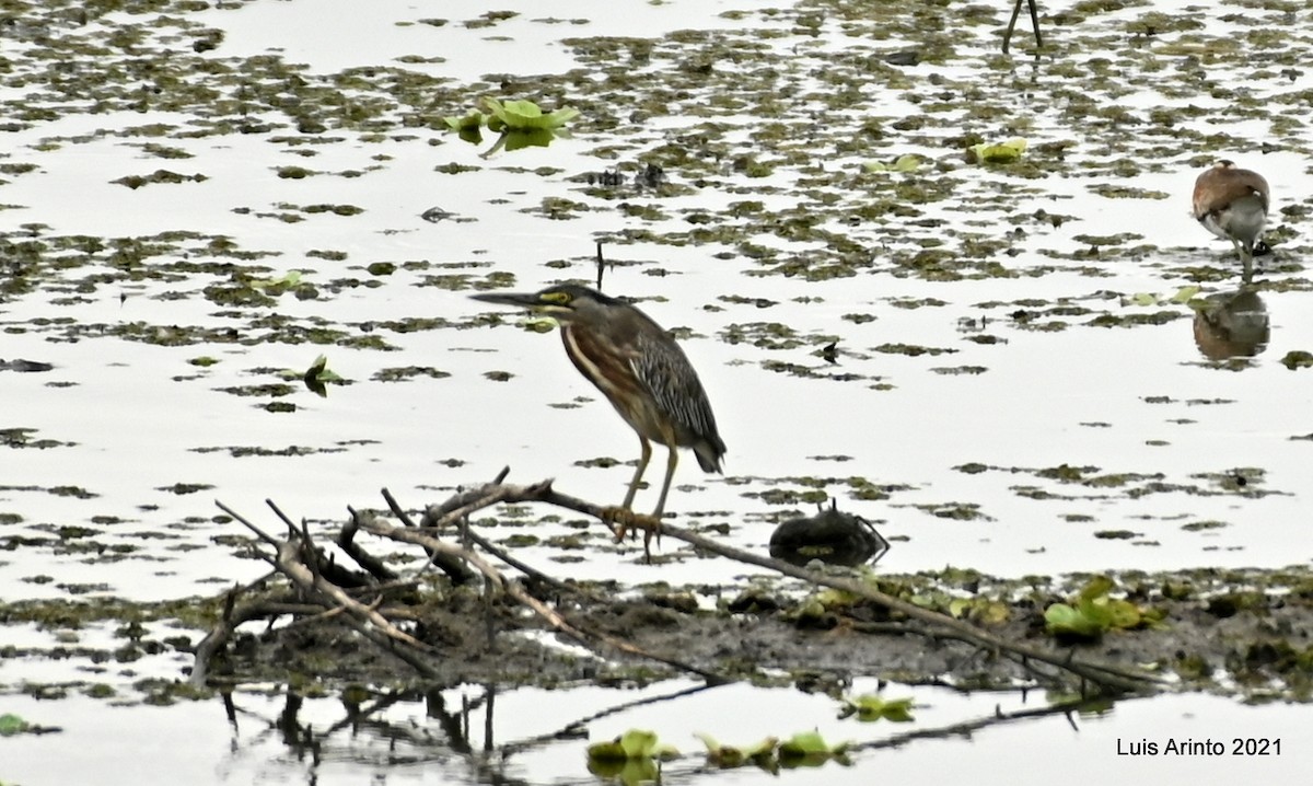 Striated Heron - ML644307494