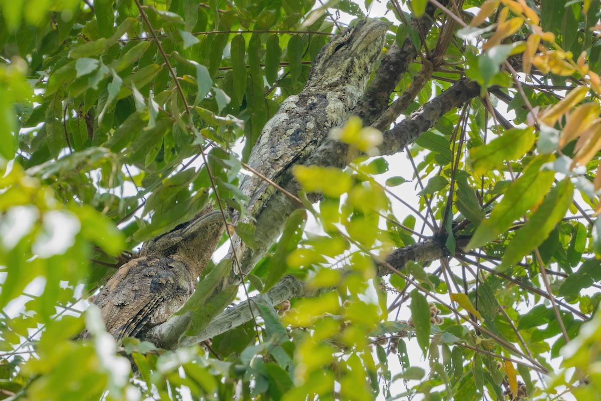 Papuaschwalm - ML644307497