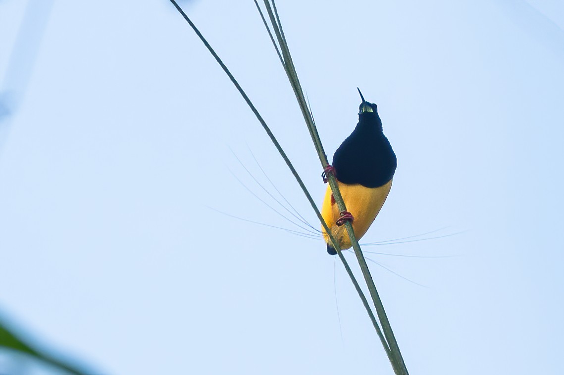Twelve-wired Bird-of-Paradise - ML644307498
