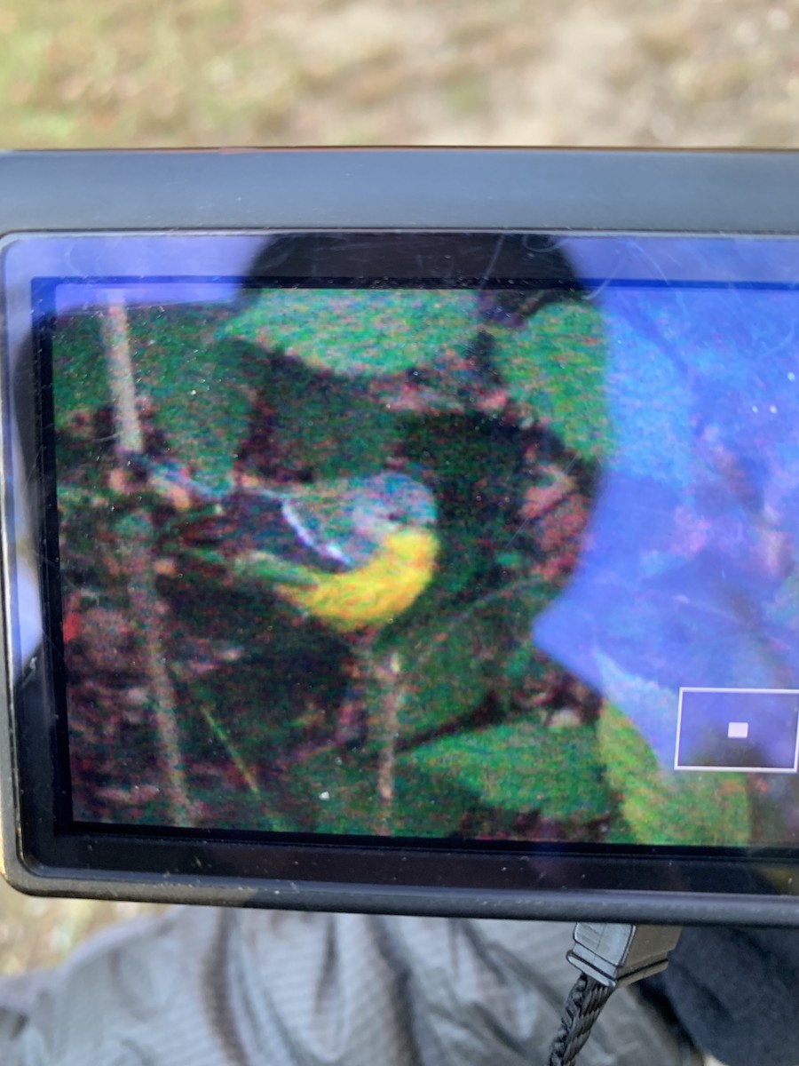 Magnolia Warbler - ML644307499