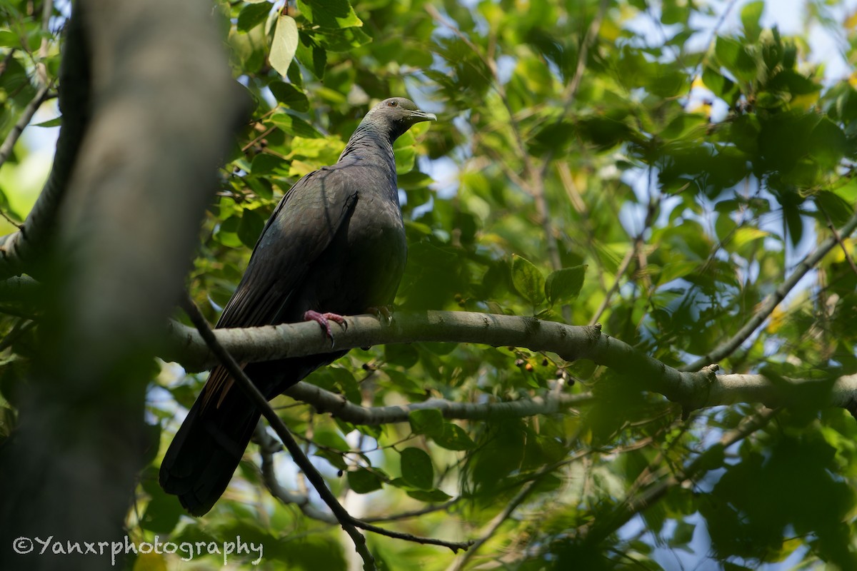 Black Wood-Pigeon - ML644307501