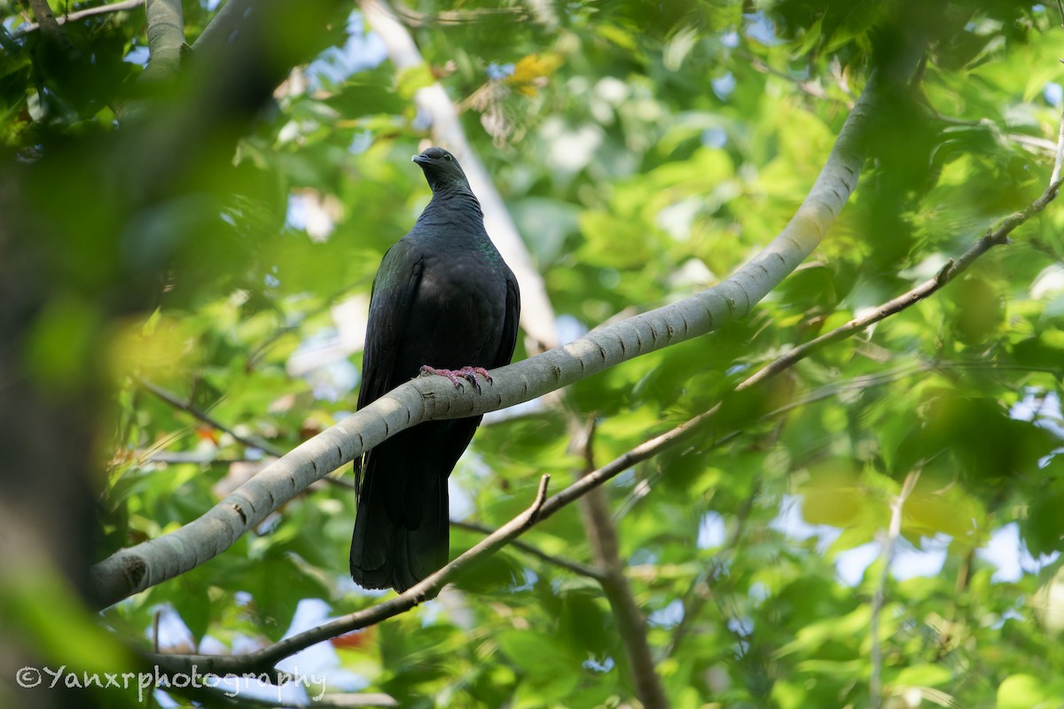Black Wood-Pigeon - ML644307502