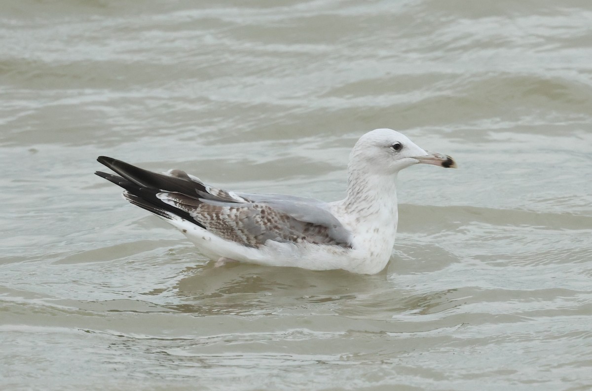 Kaio kaspiarra - ML644307505