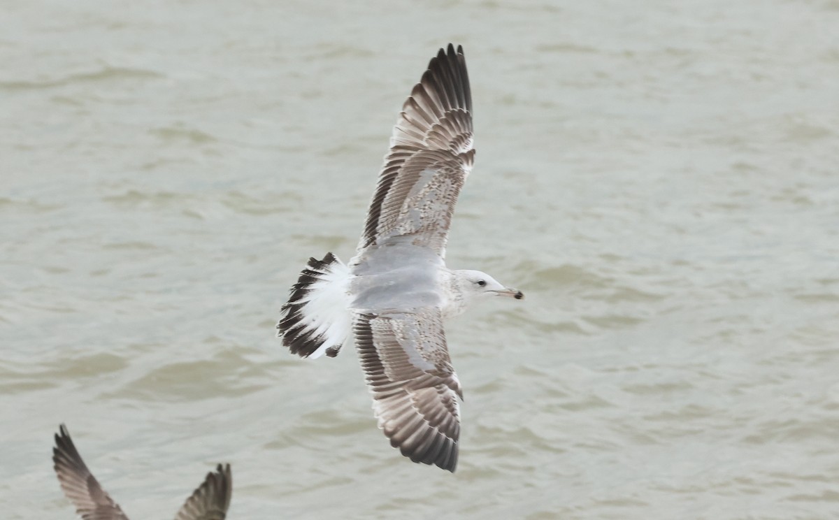 Kaio kaspiarra - ML644307506