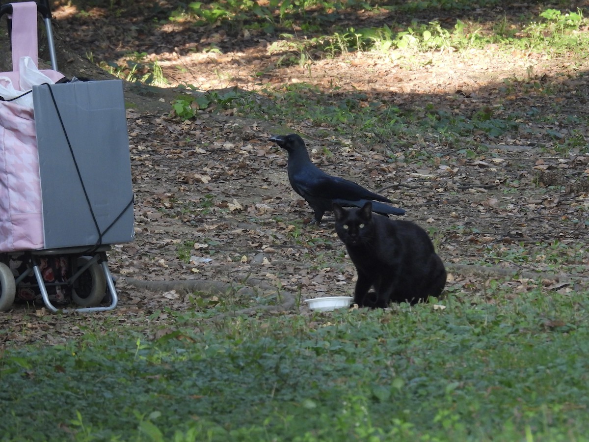 Большеклювая ворона - ML644307507