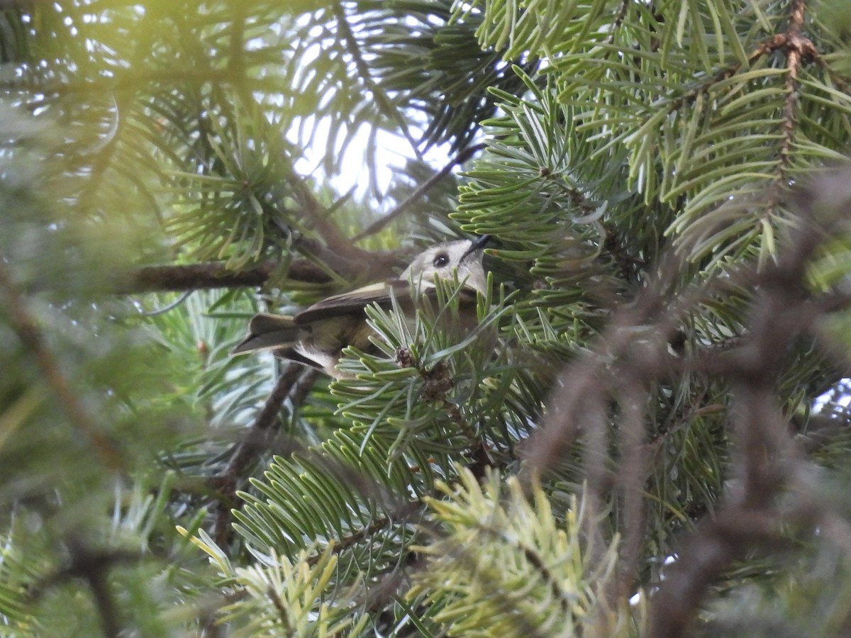 Goldcrest - ML644307513