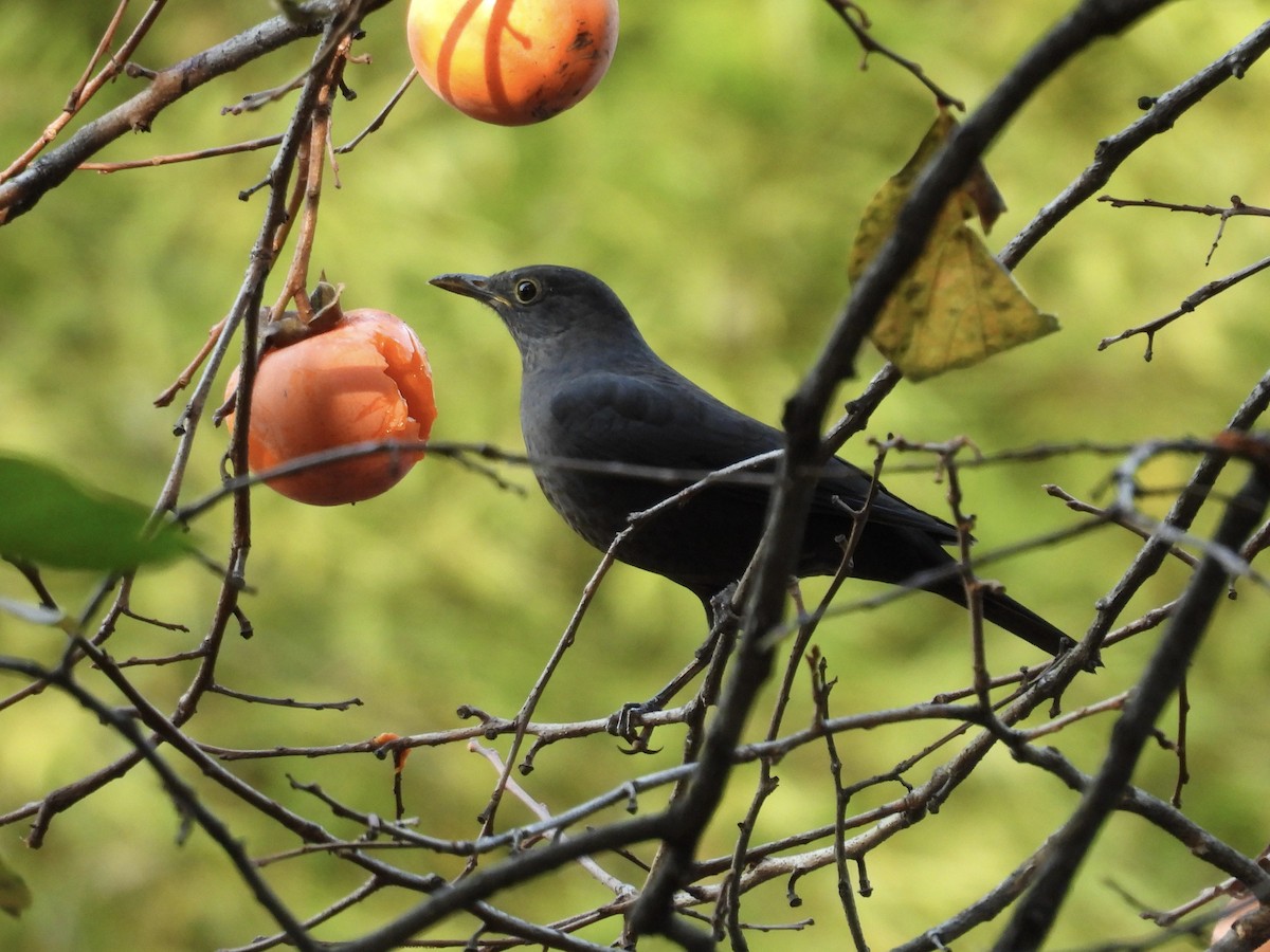 Mandarinamsel - ML644307522