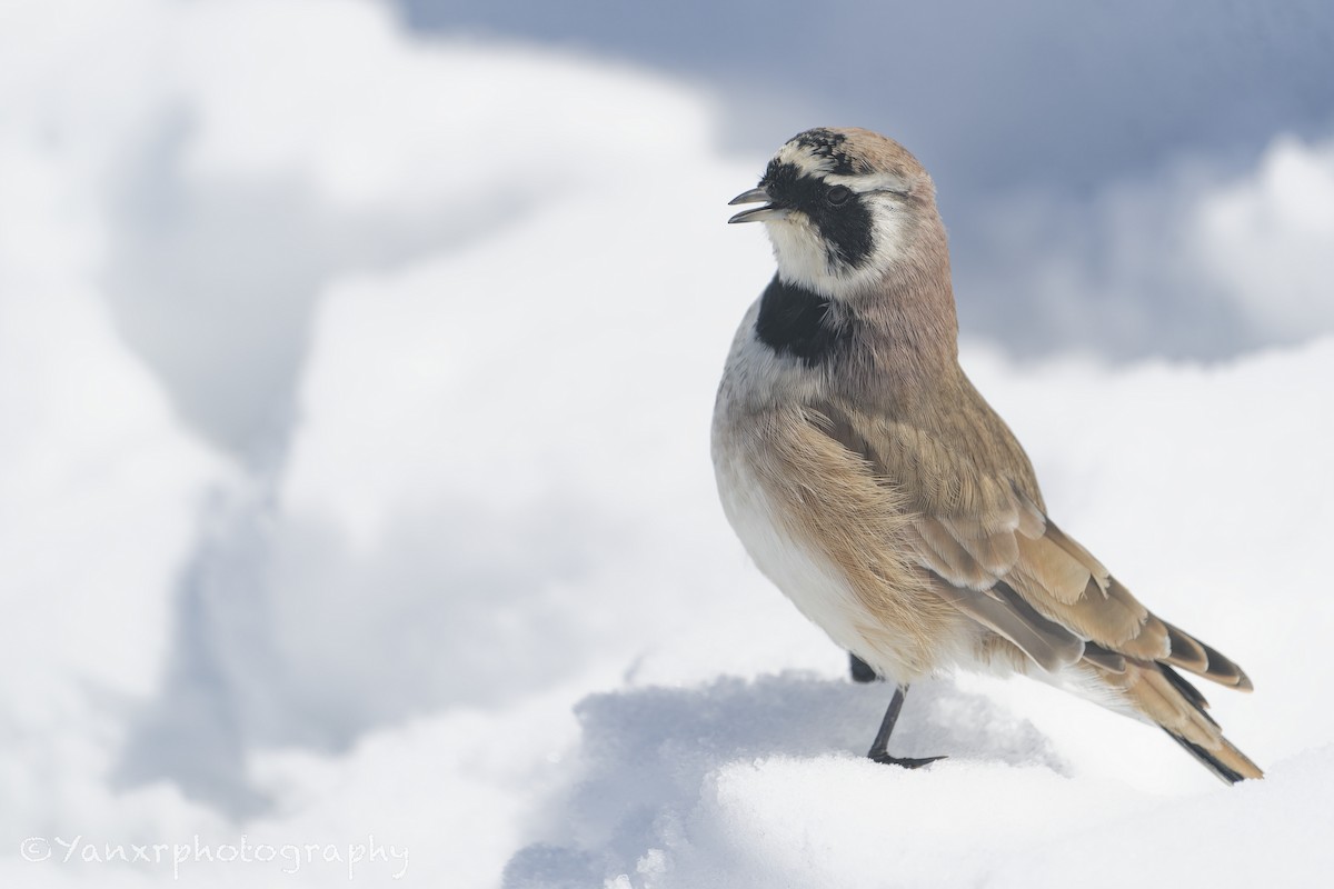 Alondra Cornuda - ML644307523