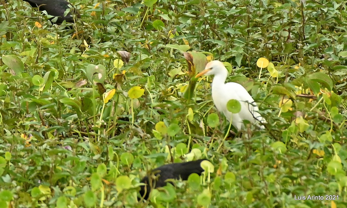 Western Cattle-Egret - ML644307528
