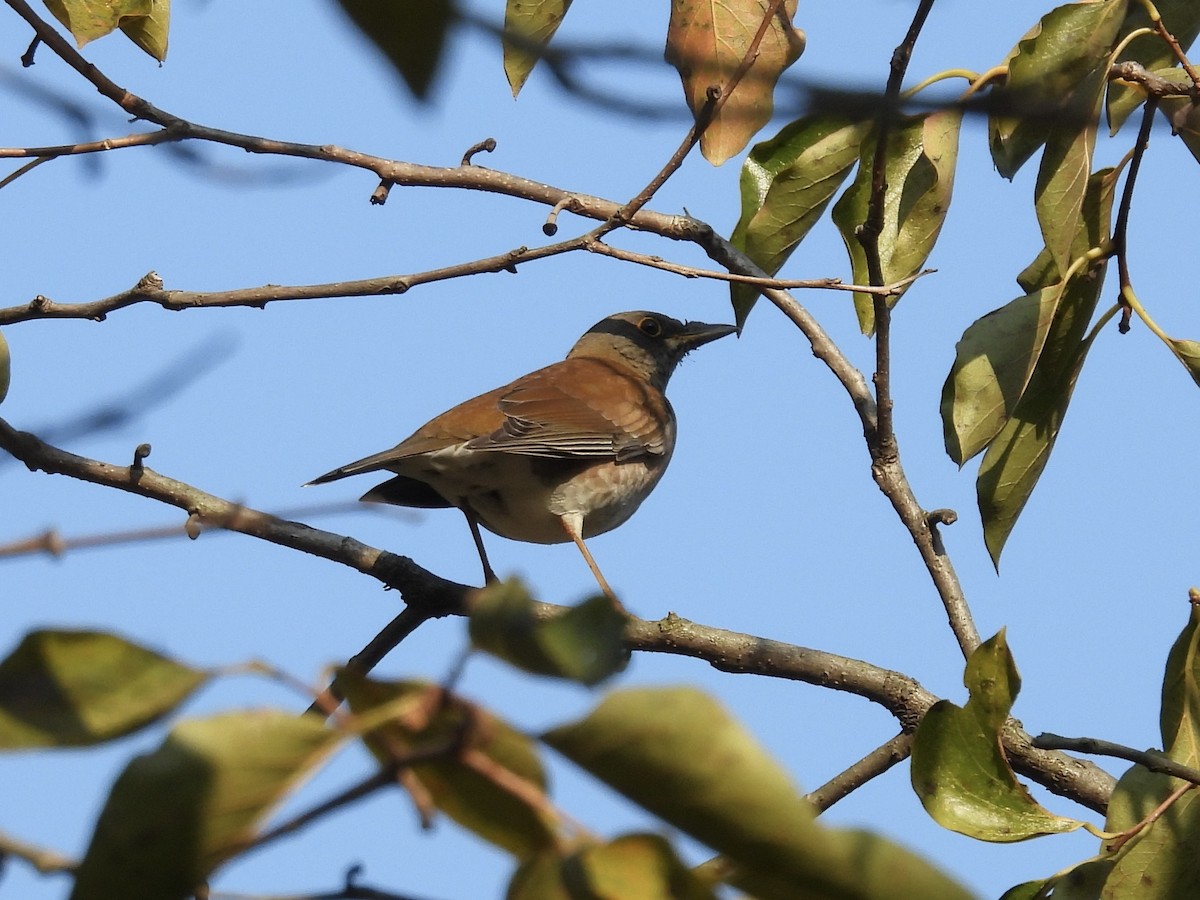 Pale Thrush - ML644307529