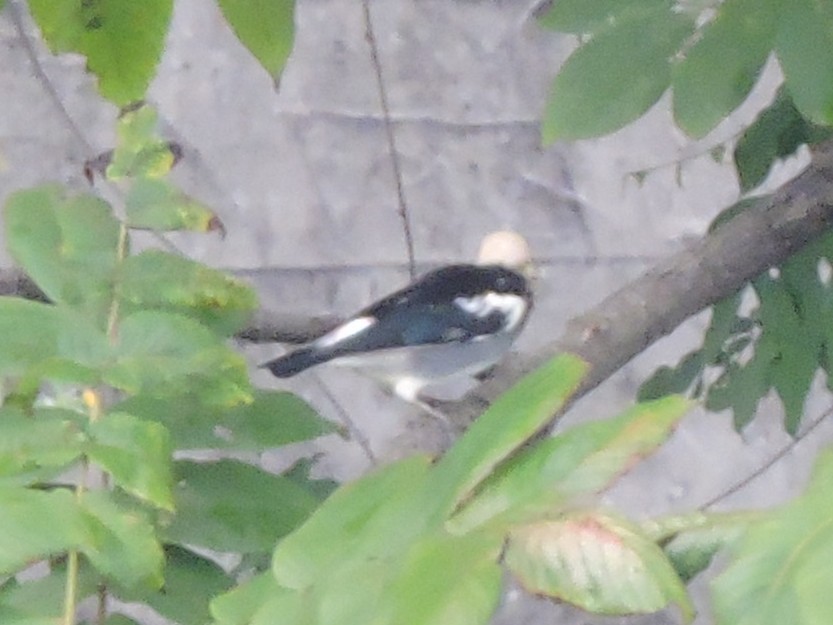 Chestnut-cheeked Starling - ML644307533