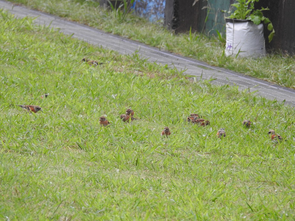 Peppola - ML644307547