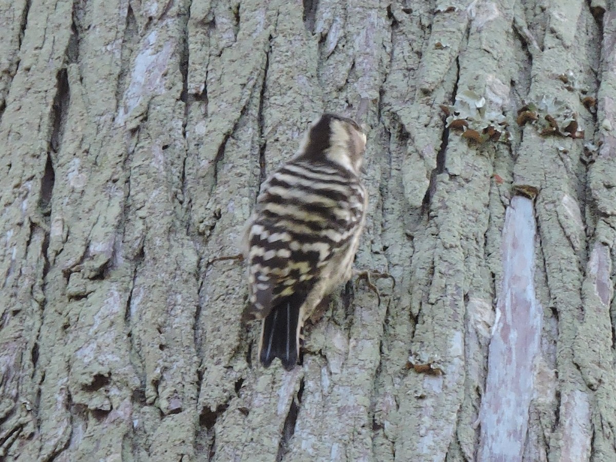 Japanese Pygmy Woodpecker - ML644307553