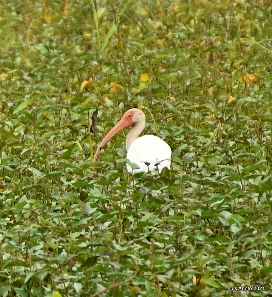 White Ibis - ML644307554