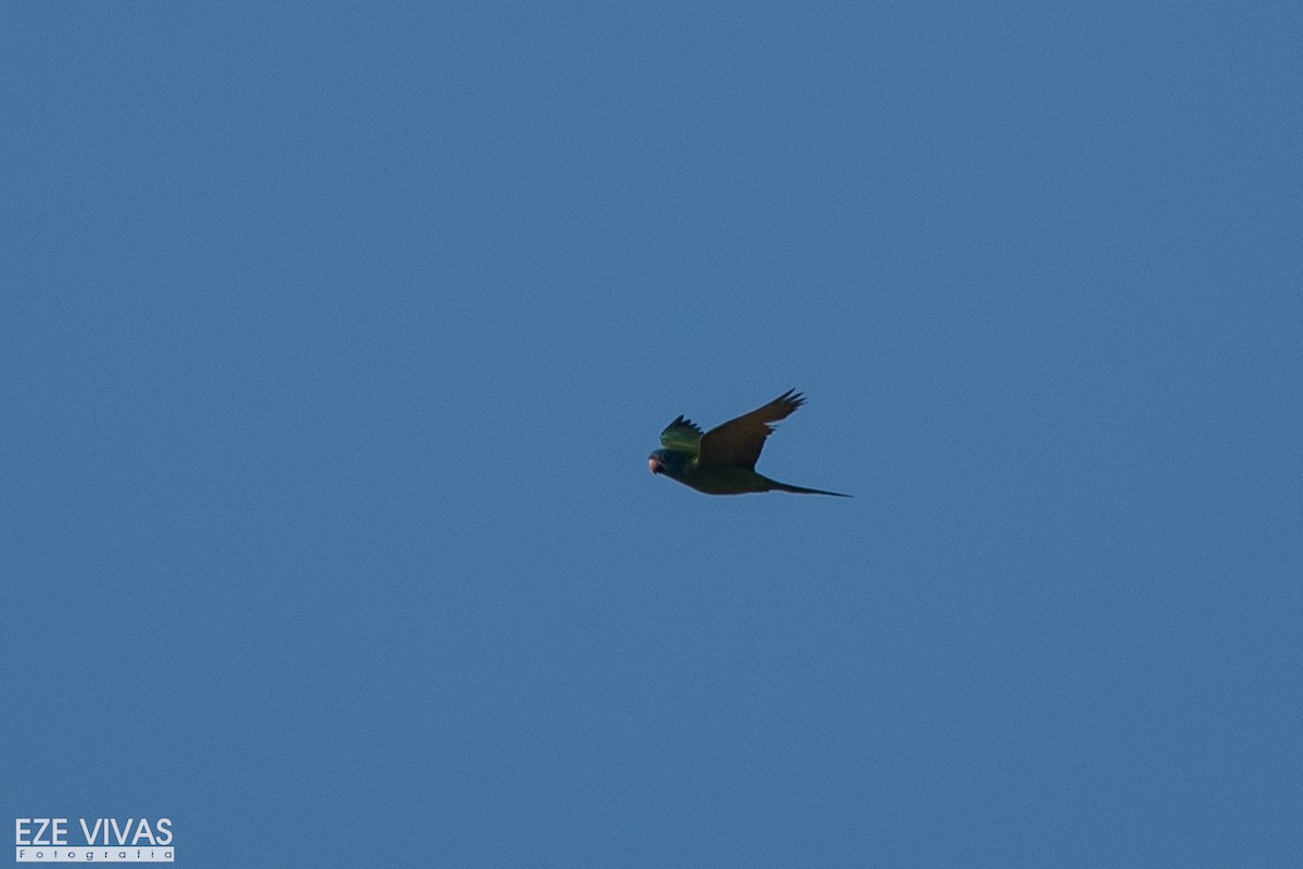 aratinga modročelý - ML644307559