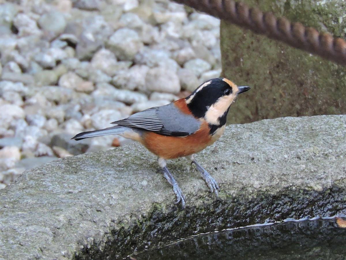 Varied Tit - ML644307561
