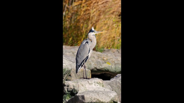 Хөх дэглий - ML644307562