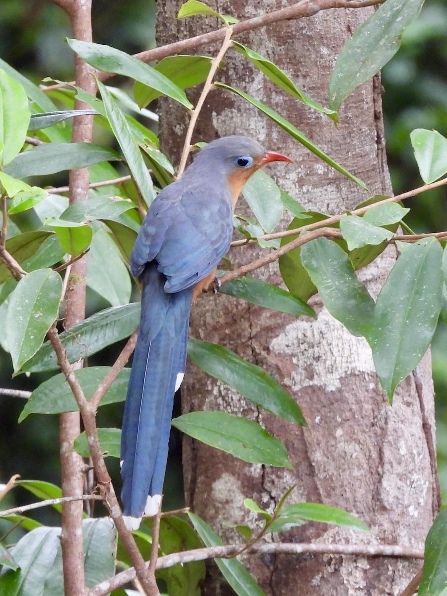 rødnebbmalkoha - ML644307564