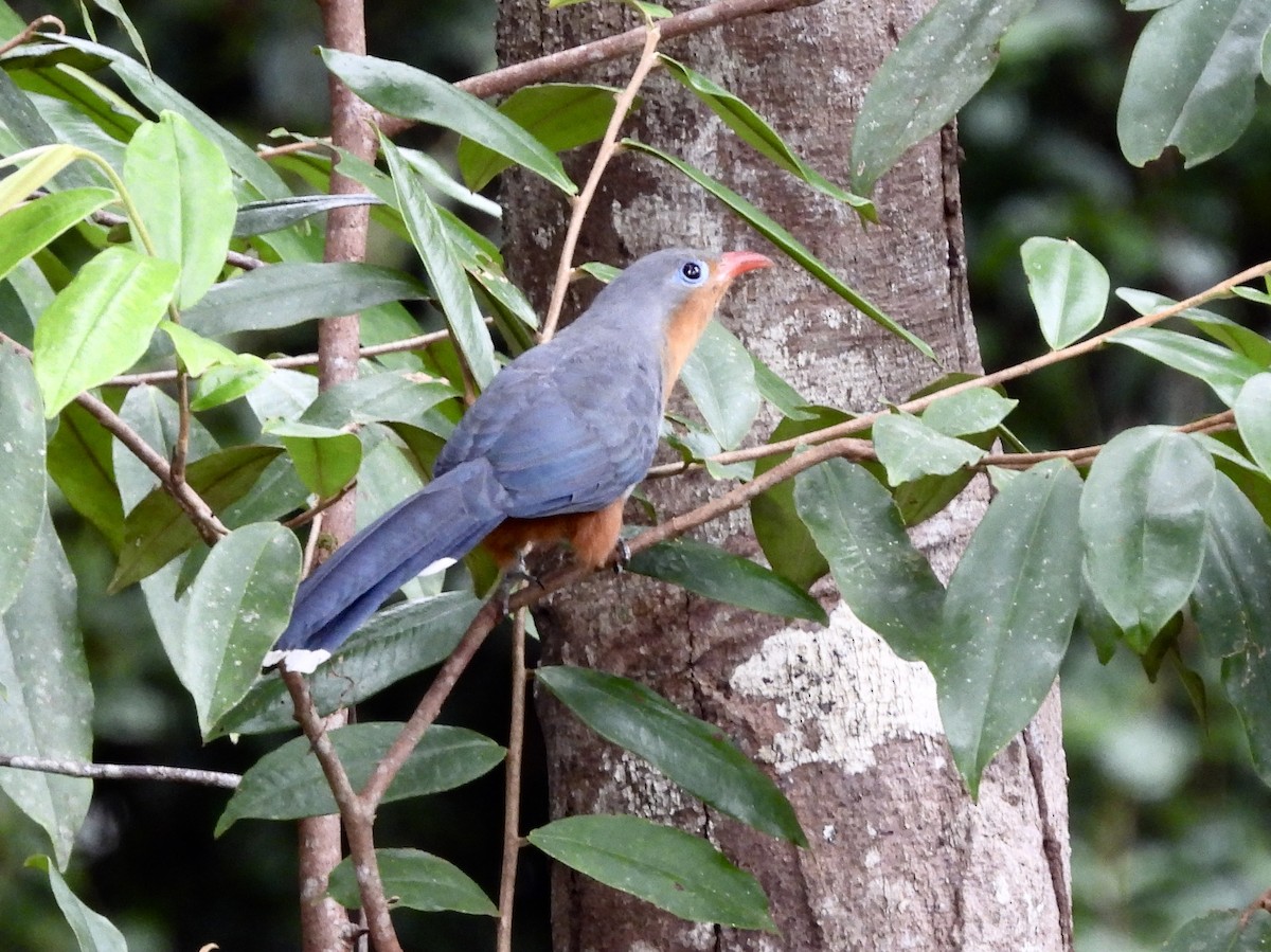 rødnebbmalkoha - ML644307565