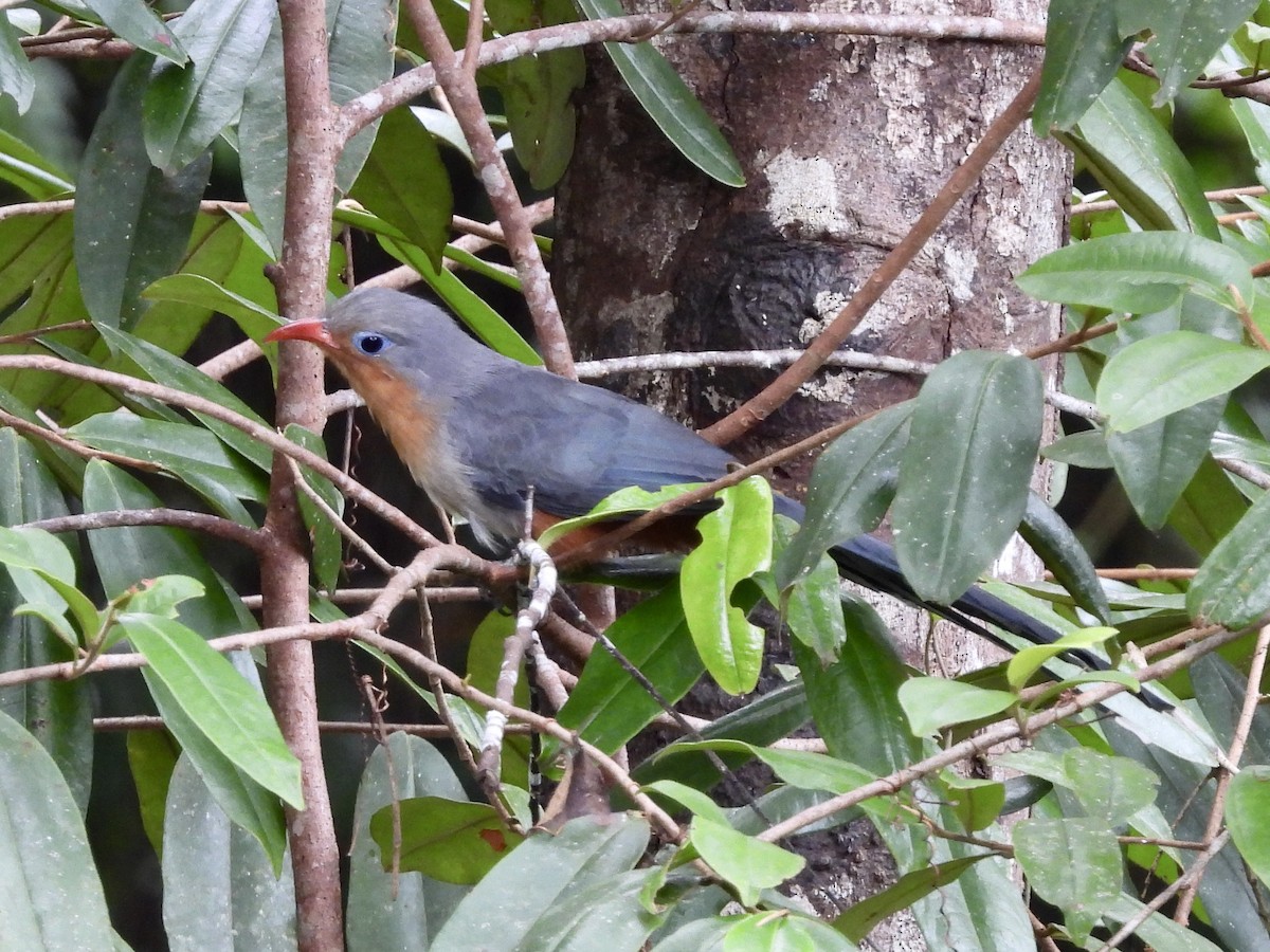 rødnebbmalkoha - ML644307566