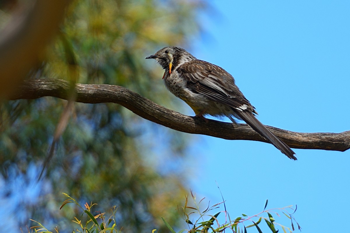 Yellow Wattlebird - ML644307577